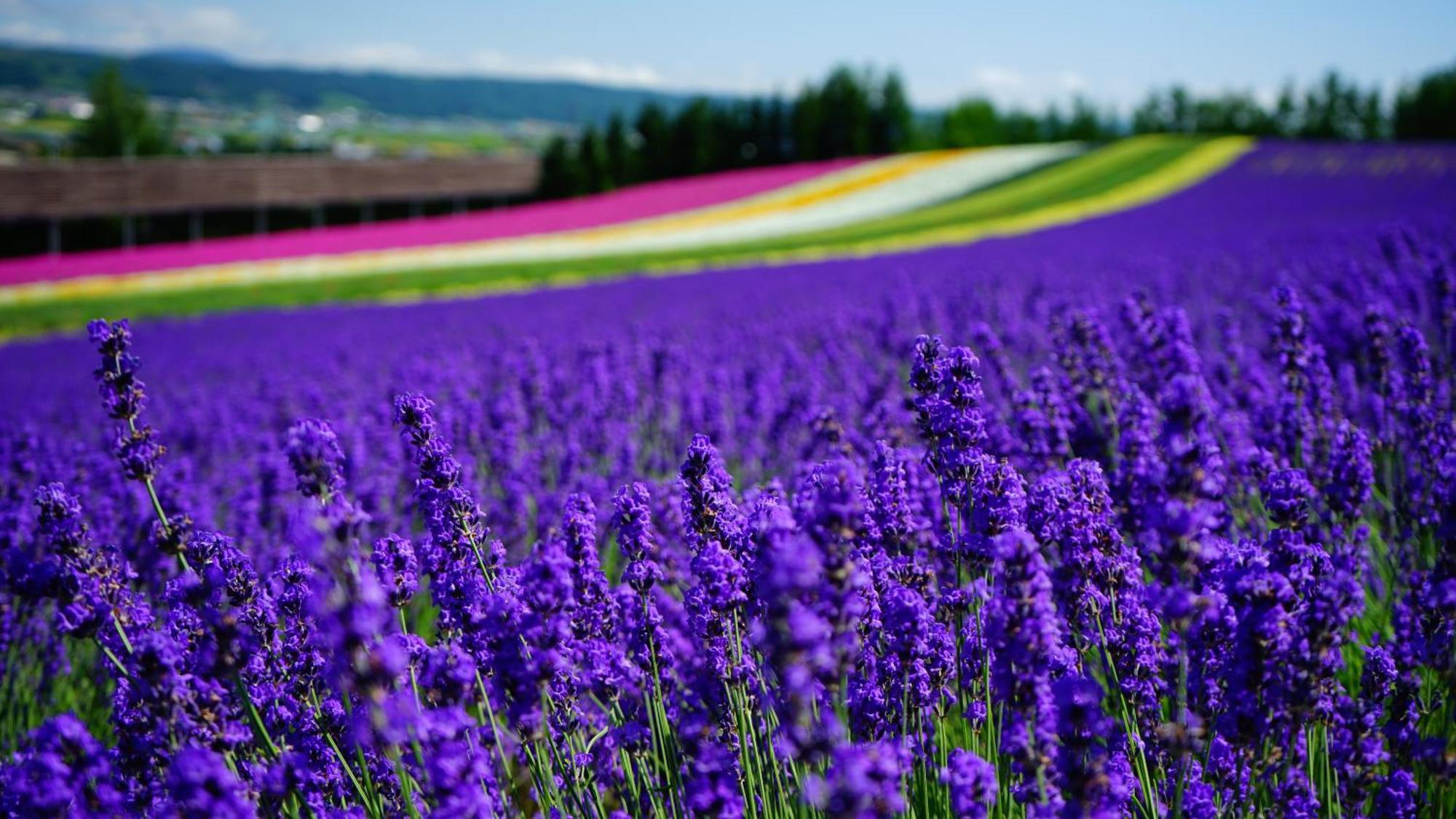 Furano Natulux Hotel Dış mekan fotoğraf